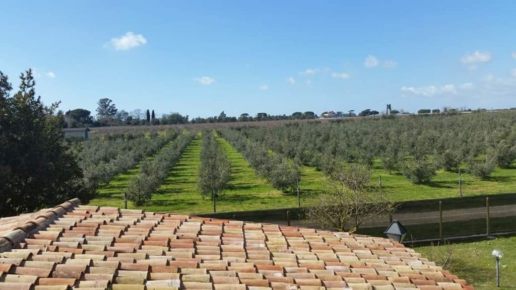sfondo tetto casa e oliveto